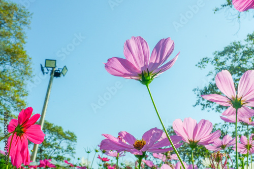 Field of Pink cosmos flowers blooming in garden,wild pink cosmos flowers in spring day,autumn season.