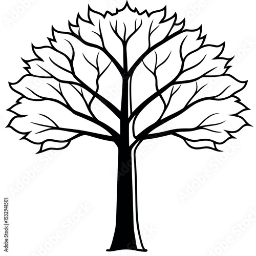 Tall Beech Tree Black and White Line Art Illustration