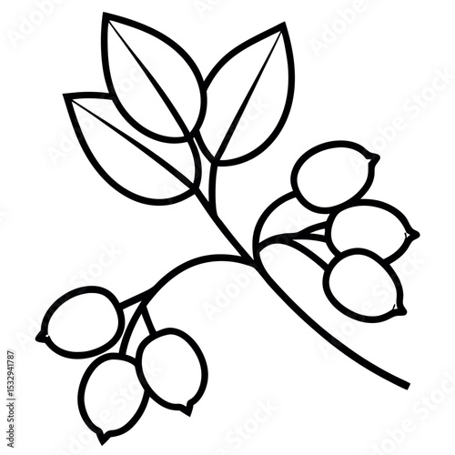 Beech Tree Branch with Nut Cluster Line Art Illustration 1