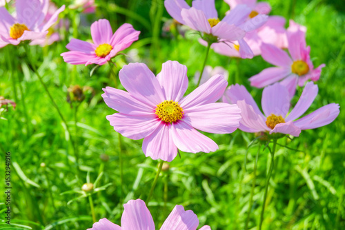 Field of Pink cosmos flowers blooming in garden,wild pink cosmos flowers in spring day,autumn season.