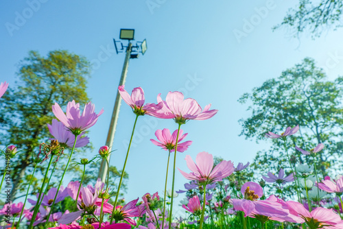 Field of Pink cosmos flowers blooming in garden,wild pink cosmos flowers in spring day,autumn season.