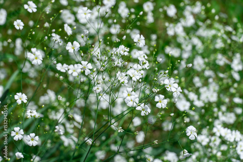 Flowering white gypsophila graceful or baby's breath in garden. Gypsophila flowers blossom in gardening. Tender inflorescences the family caryophyllaceae symbolize wedding and communion invitation.