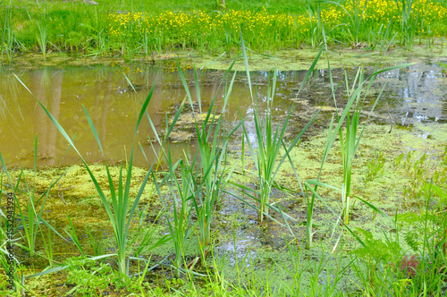 A stagnant body of water with duckweed, reeds and other aquatic plants.