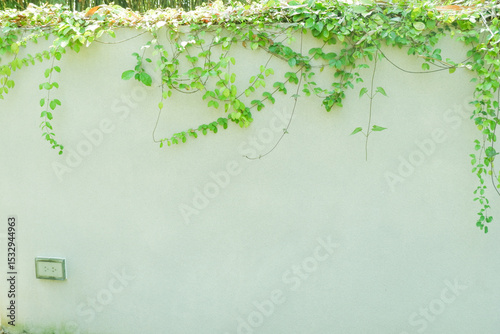 A Ivy climbing the wall,surrounded by leaves of ivy, insert your own text on it,ivy leaves surrounding,space for text.