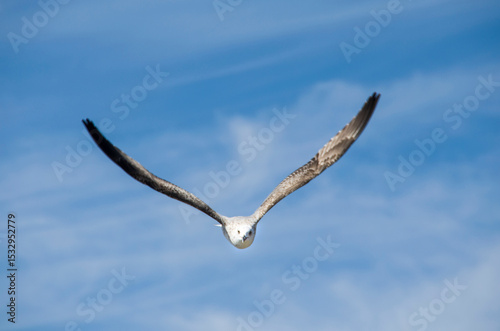 gaviota volando por el cielo azul en la playa 