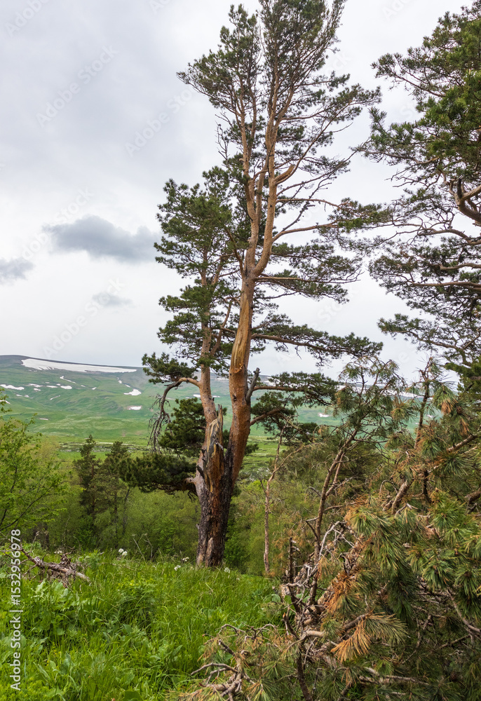 Fototapeta premium alpine elevation in a park area, trees in new greenery, spring colors, flowering plants, outdoor walks in a nature park with an overview of the area