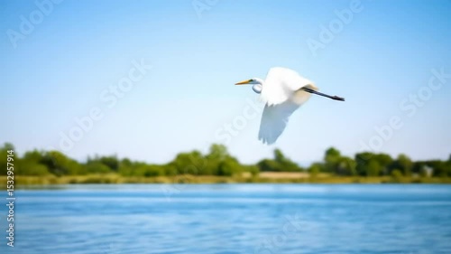 Majestic Egret Soaring Across the Serene Lake: A Stunning Nature Moment