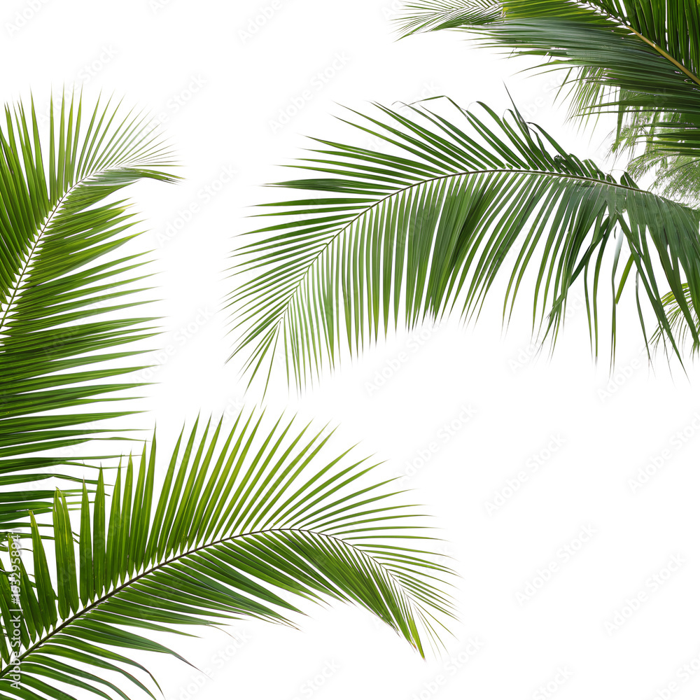 Fototapeta premium Tropical Palm Leaves on Transparent Background – Exotic Nature Border for Summer Design