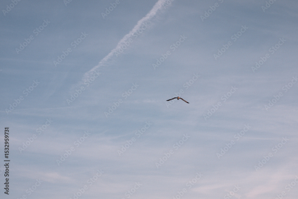 Fototapeta premium seagull in flight