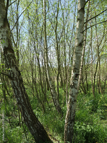 Obraz na plátne Vertical shot of densely grown tree trunks in the field
