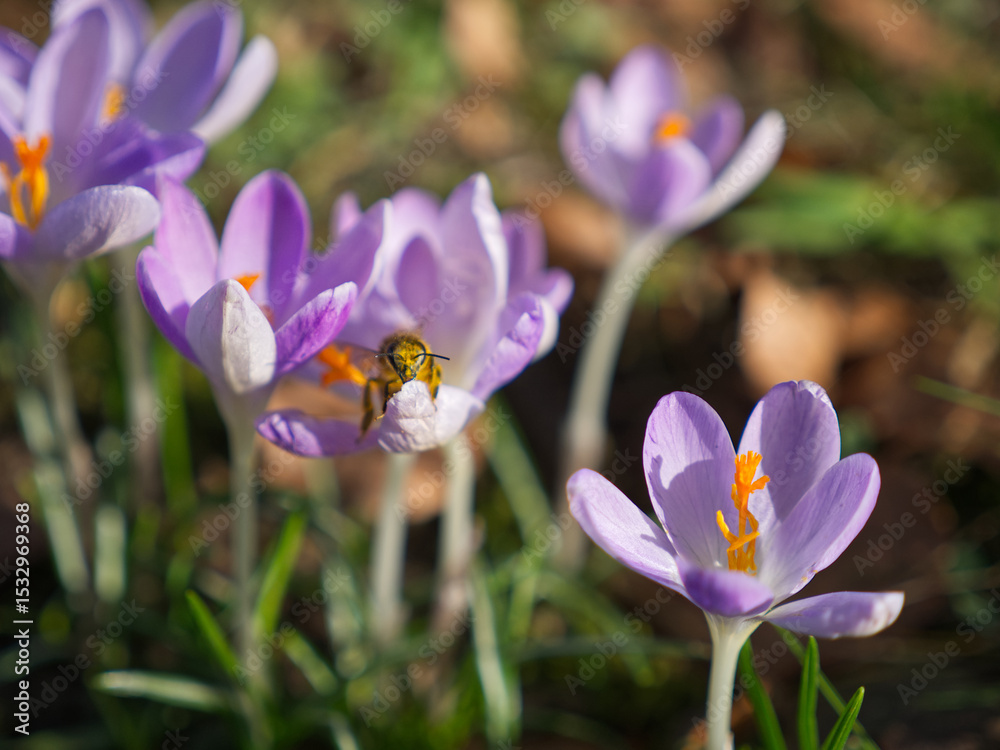 Fototapeta premium Closeup of a bee collecting pollen from spring crocus flowers