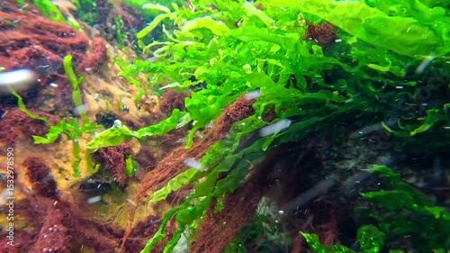 Green algae Enteromorpha intestinalis in the Black Sea in spring swaying near the shore in the Black Sea