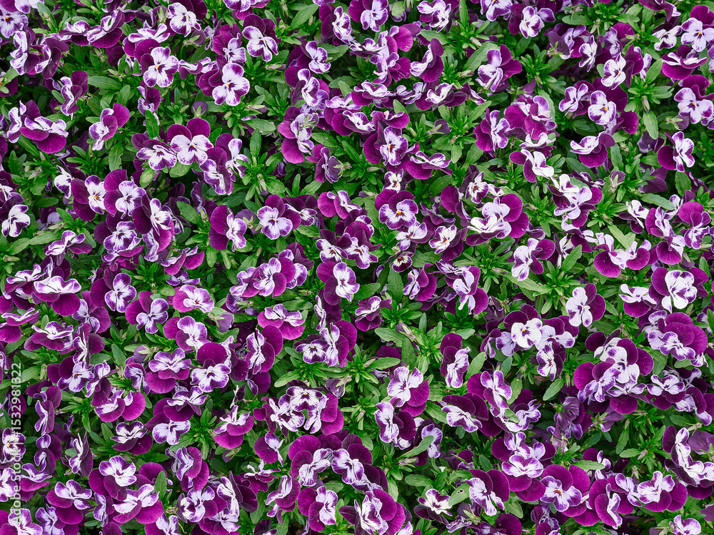 Obraz premium Closeup shot of beautiful violet flowers in a garden