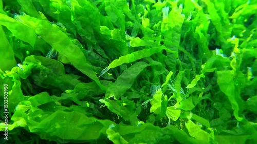 Green algae Enteromorpha intestinalis in the Black Sea in spring swaying near the shore in the Black Sea
