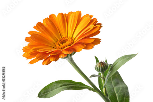 Calendula officinalis bloom close up vibrant flora petal floral design isolated on transparent background