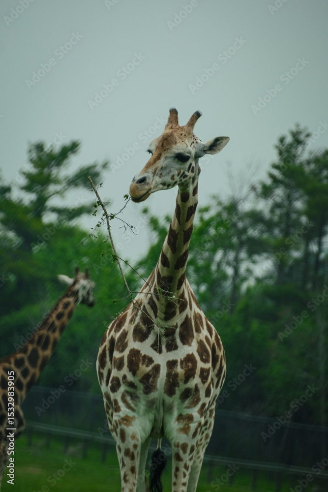 Obraz premium giraffe in the wild