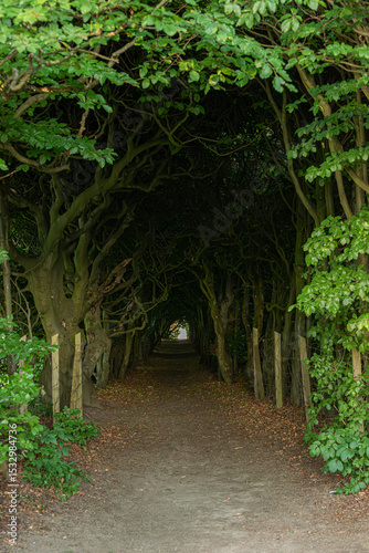 Mystical tree tunnel path in green forest.