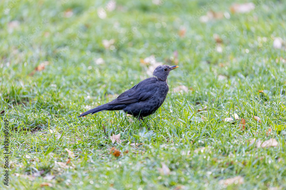 Obraz premium Female Blackbird (Turdus merula) in Dublin, commonly found across Europe in gardens and woodlands