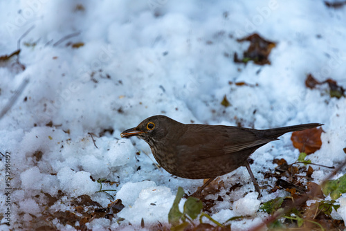 Photography Female Blackbird (Turdus merula) in Dublin, commonly found across Europe in gard