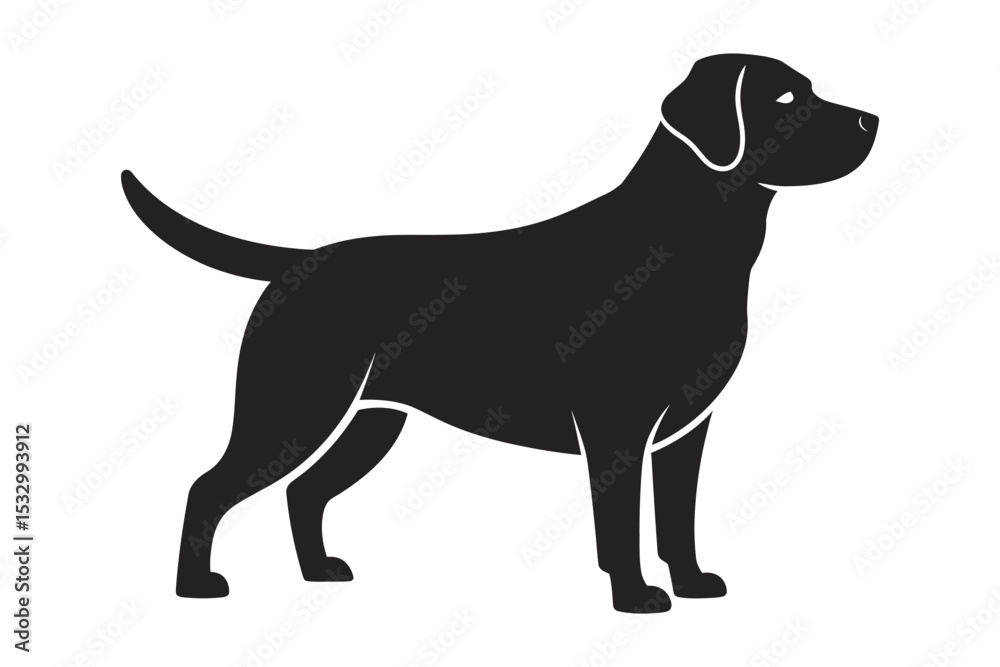 Fototapeta premium black labrador retriever dog