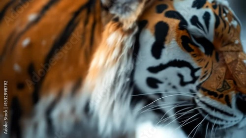 Majestic Tiger Portrait with Intricate Golden Details and Snow Accents