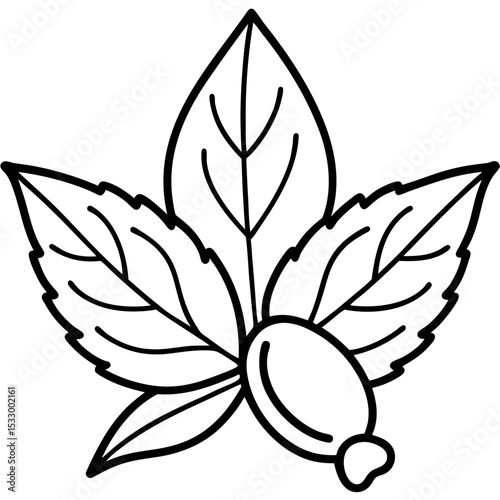 Black and White Outline Drawing Sycamore Leaves and Fruit