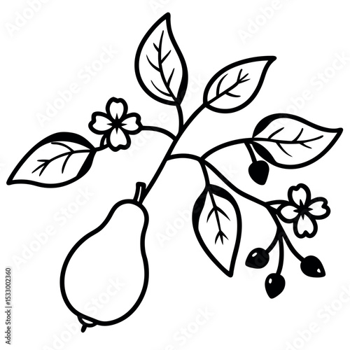 Black and White Pear Branch with Ripening Fruit and Flowers