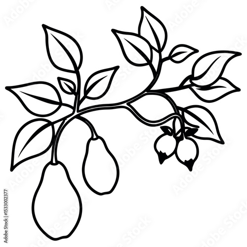 Black and White Pear Tree Branch with Ripening Fruit and Leaves