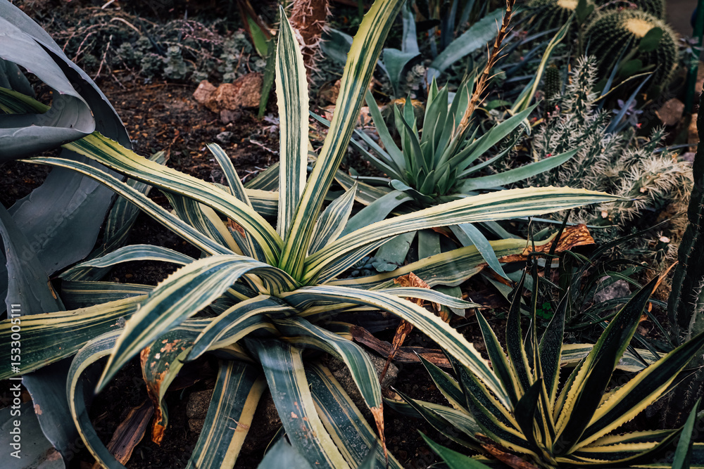 Obraz premium Cactus garden featuring various succulent plants in natural habitat during daytime