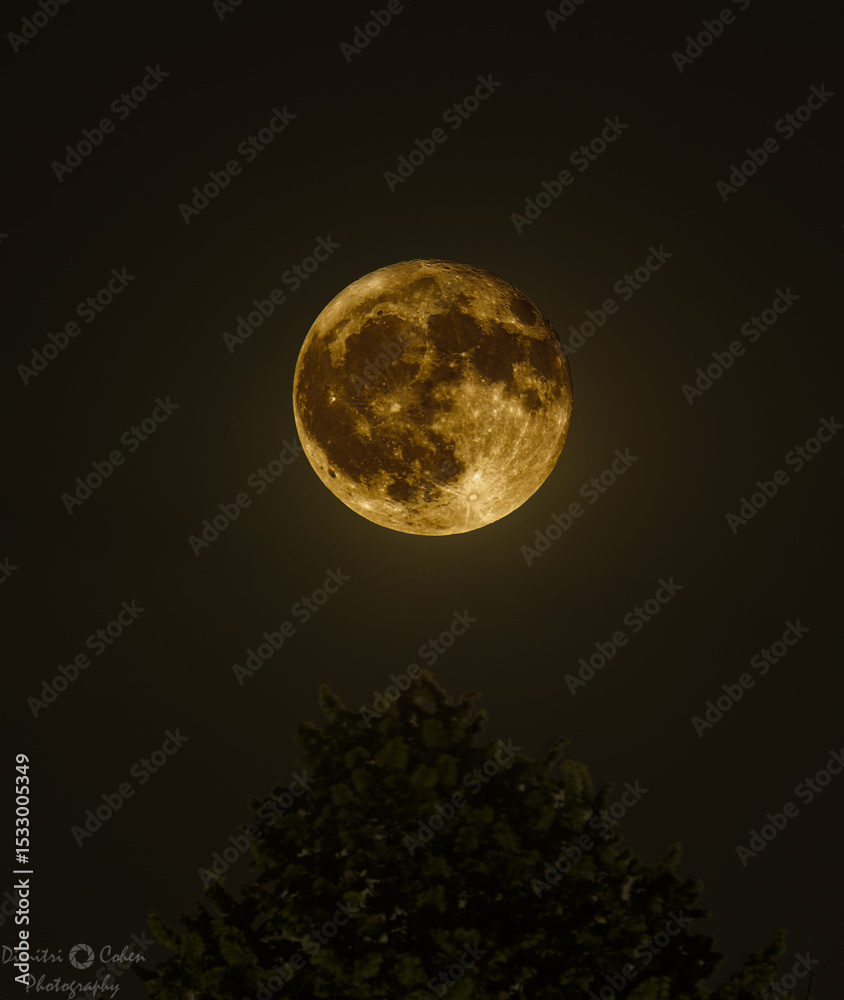 Fototapeta premium Strawberry Moon 2025