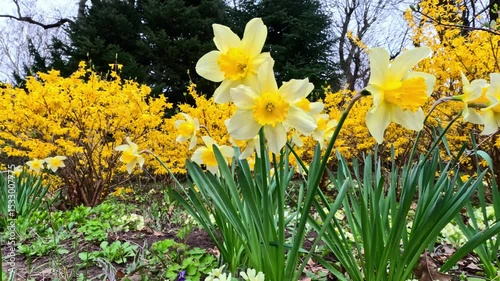 Blooming yellow daffodils against a background of yellow bushes in the garden, Odessa