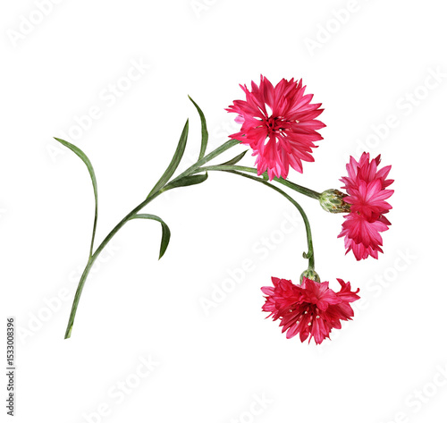 Red knapweed flowers with curved stems in a floral arrangement isolated on white or transparent background photo