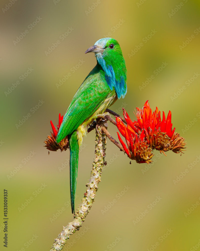 Obraz premium Green bee eater bird on red flower branch