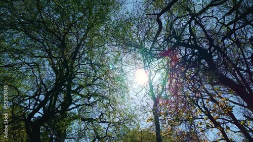 low positioned camera dolly tracks beneath the leaf canopy of silhouetted forest trees as the sun creates a solar flare beam flickering through the branches 4K