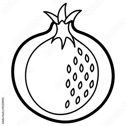 Botanical Line Drawing Pomegranate Fruit Anatomy Seeds
