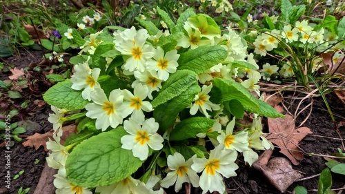 Primula veris, perennial ornamental plant blooming with yellow flowers in early spring in the garden