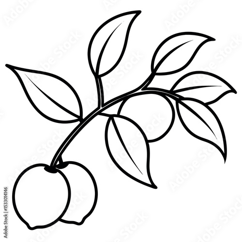 Peach Branch with Buds Fruit and Leaves Line Art Illustration