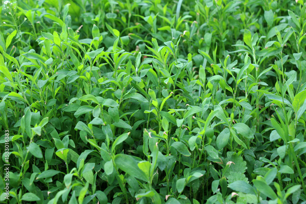 The grass Polygonum aviculare grows in nature The grass Polygonum aviculare grows in nature