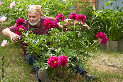 A gray-bearded man with garden shears in two hands sits near a burgundy peony bush in the background of the garden. He intends to cut the flowers.