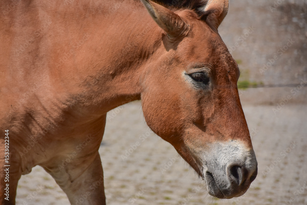 Fototapeta premium Portrait of a Przewalski's Horse Outdoors