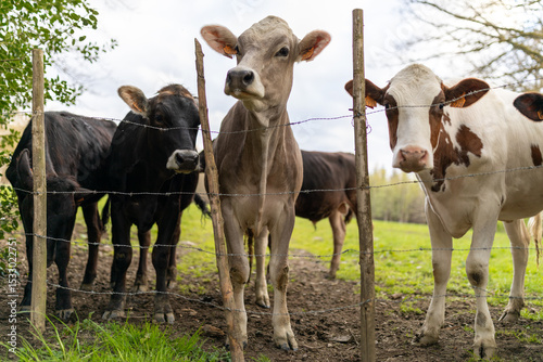 Cow looking at camera