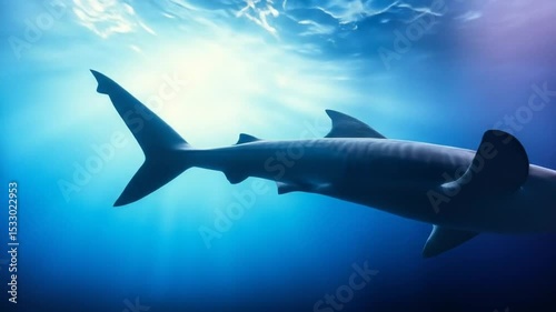 Majestic Whale Shark Gliding Gracefully Underwater in Tropical Blue Ocean Scenery