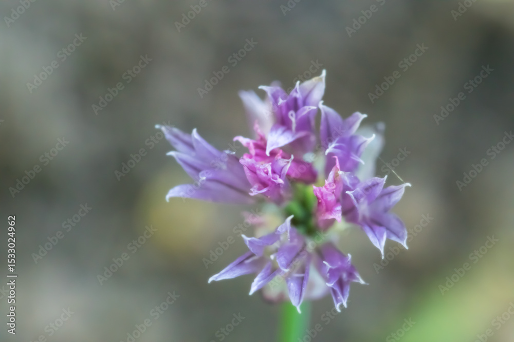 Obraz premium The grace and vibrant colors of Portuguese onion flower; Allium Lusitanicum; macro photography 