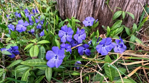 Dwarf periwinkle Vinca minor, groundcover ornamental plant blooms with blue flowers in the garden in spring