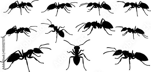 Insect Insects ant ants emmet pismire banner Vector, vector set silhouette

