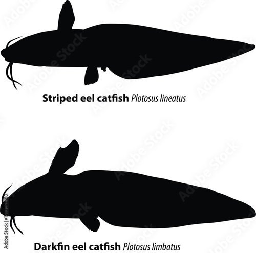 Striped Eel Catfish and Darkfin Eel Catfish Silhouettes Vector Illustration-Eel catfishes PLOTOSIDAE Saltwater fish Species Silhouette