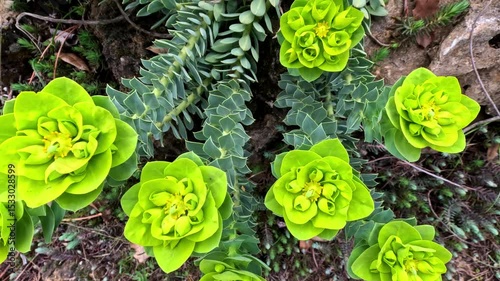 Decorative garden spurge Euphorbia sp. blooms in the garden in spring