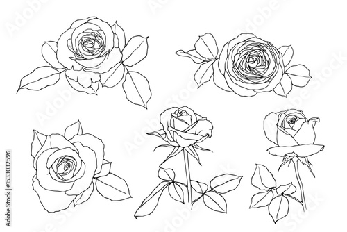 Set of linear sketches, rose flower outlines. Vector graphics.