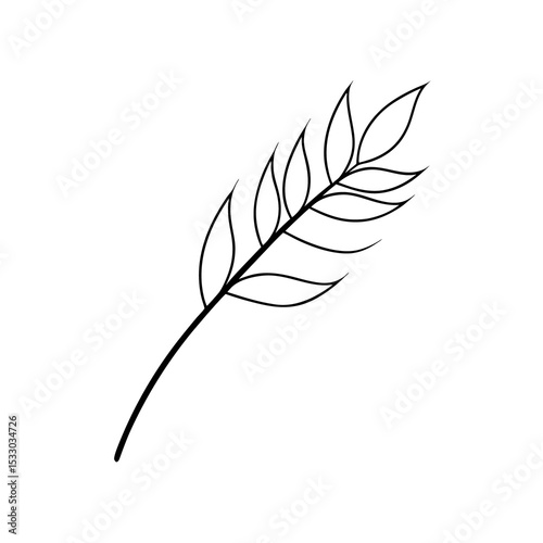 Acacia Stem Closeup Compound Leaf Structure Line Art