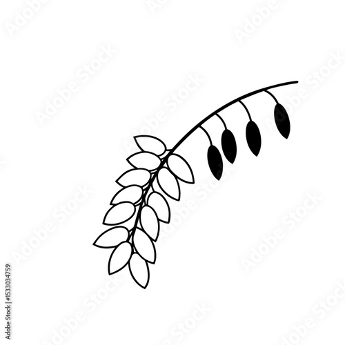 Black and White Acacia Branch with Seed Pods Illustration